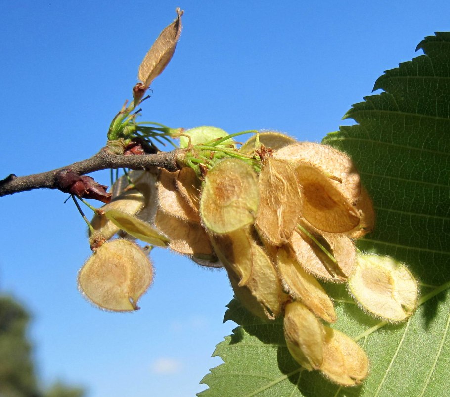 Вяз гладкий Ulmus laevis семена