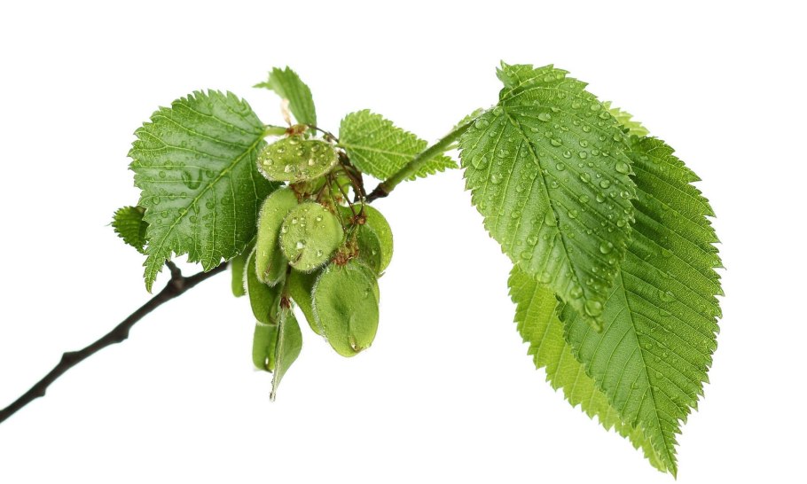 Вяз гладкий на белом фоне