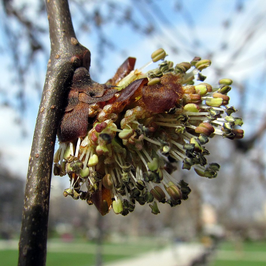 Ulmus Campestris дерево