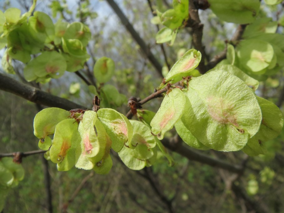 Вяз американский (Ulmus Americana