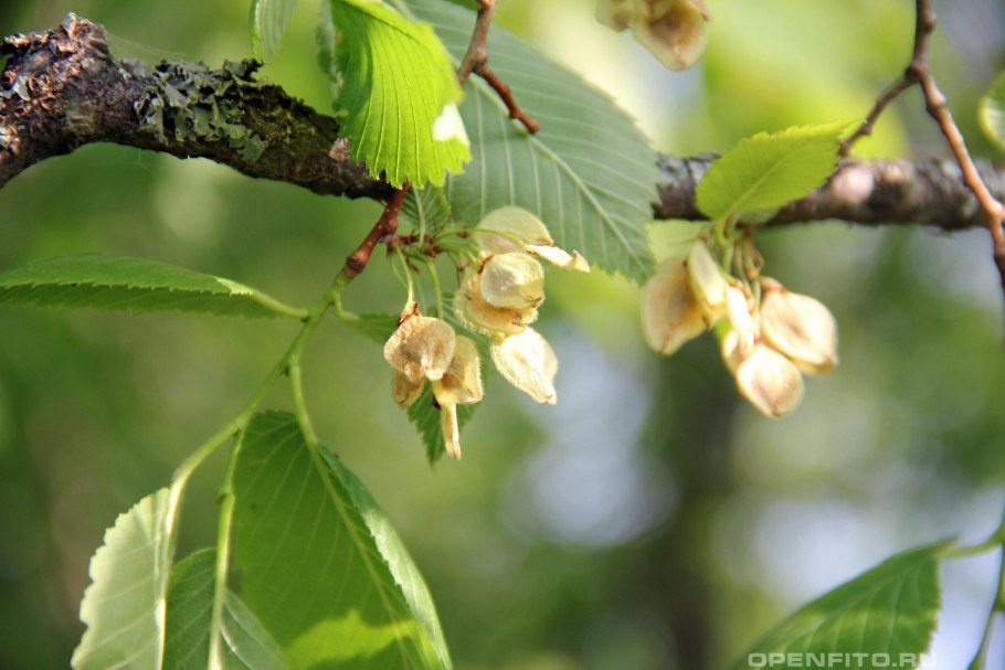 Вяз дерево семена