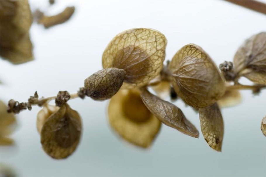 Семена древесных растений