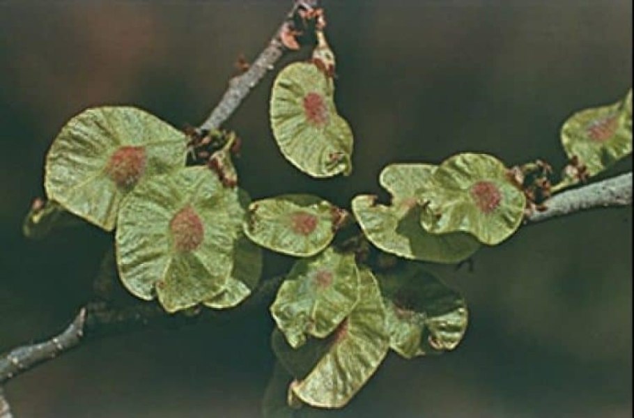 Дерево с круглыми плоскими семенами