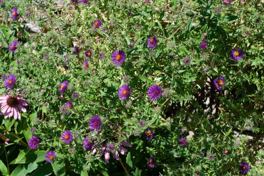 Астра Marina Wolkonsky