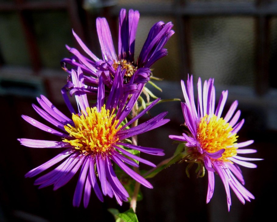 Астра Пурпл Доум