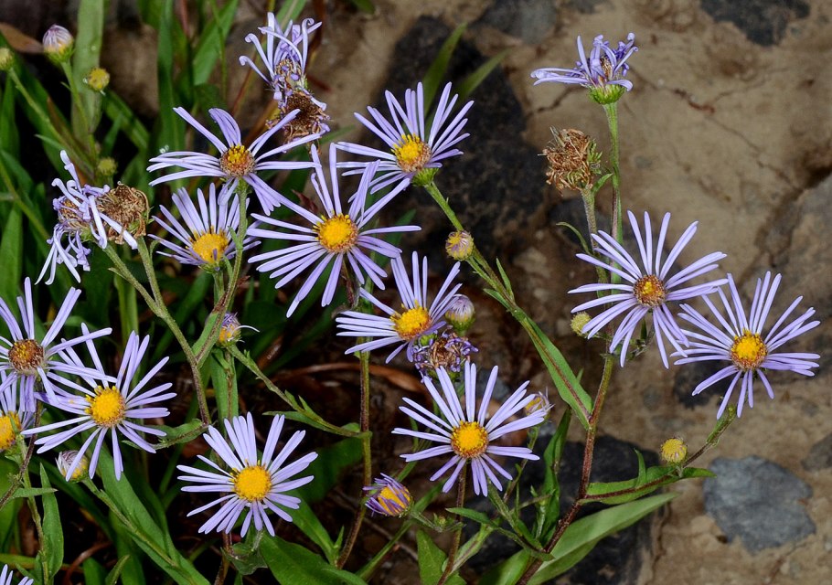 Астра новоанглийская ‘Helen Picton’ (Aster Novae-angliae ‘Helen Picton’)