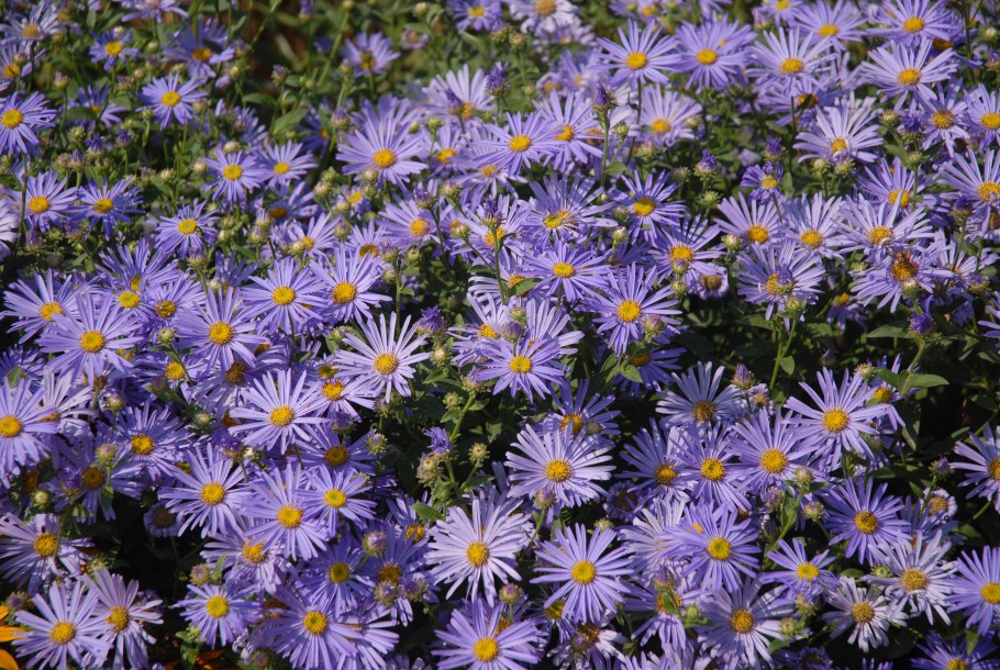 Астра новоанглийская Вибрант Доум