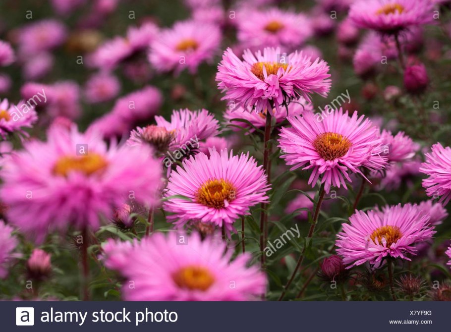 Астра новобельгийская Барс Пинк