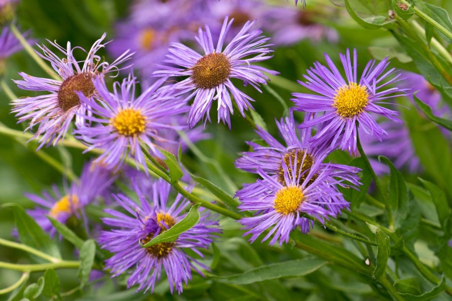 Aster Novae-angliae рисунок
