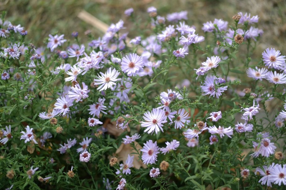 Астра новоанглийская Анденкен