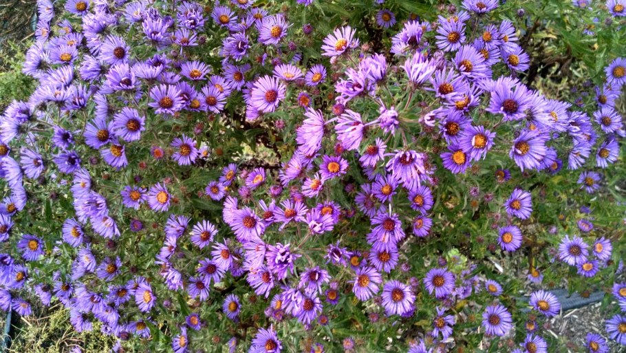 Астра новобельгийская Октоберфест