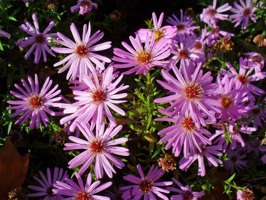 Symphyotrichum dumosum