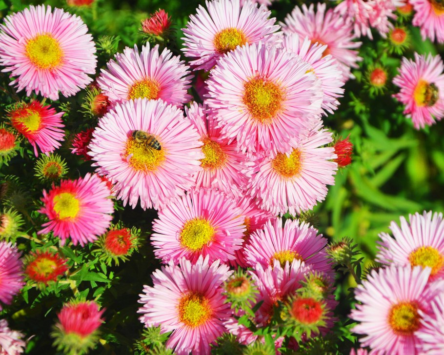 Symphyotrichum cordifolium