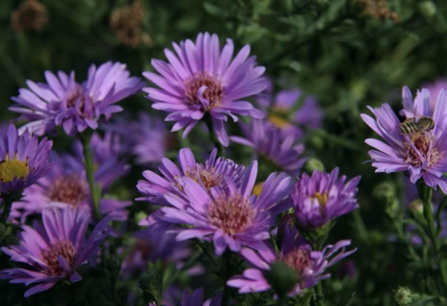 Астра кустарниковая Блау Лагун