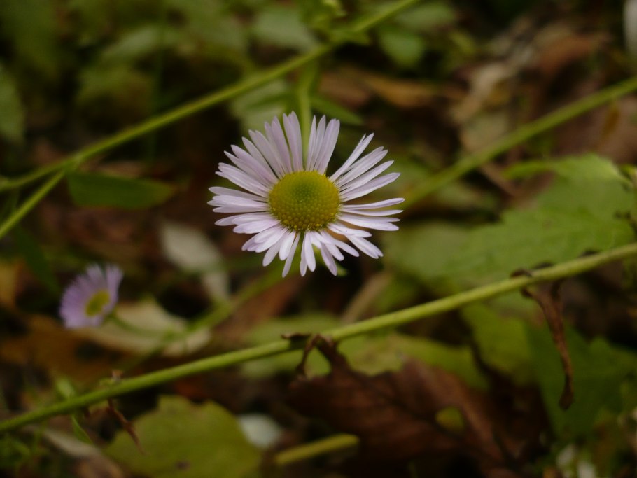 Астра новобельгийская Symphyotrichum Novi-Belgii