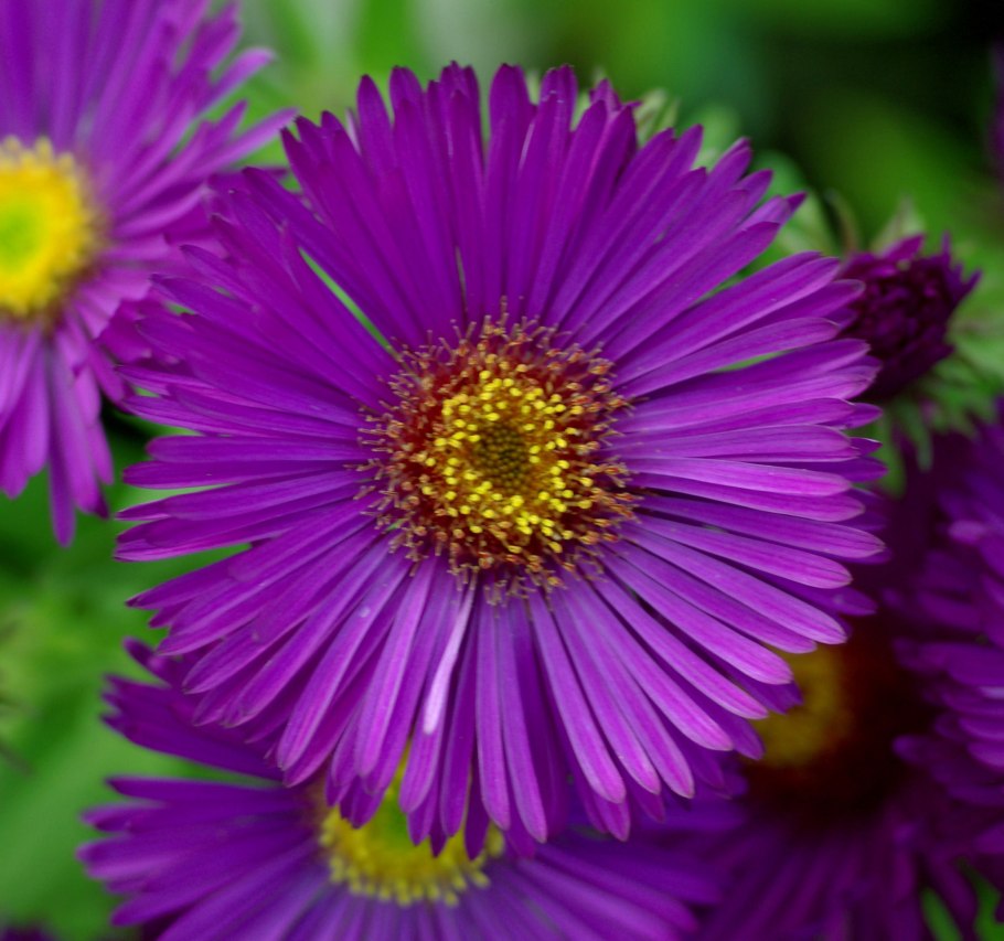 Астра новоанглийская Пурпл Доум