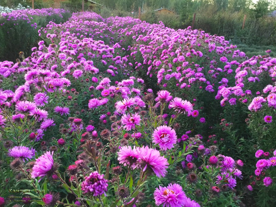 Астра новобельгийская Генри Блю