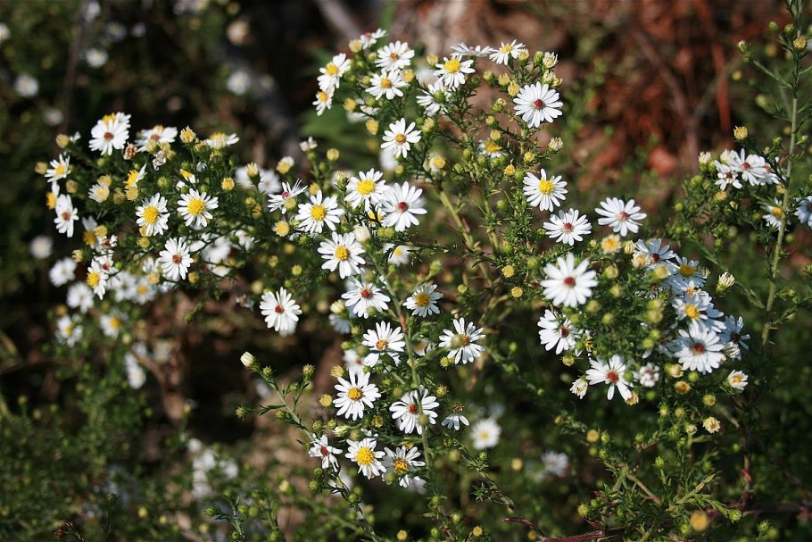 Symphyotrichum oolentangiense