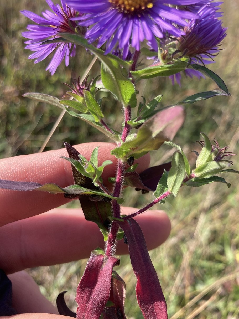 Астра новоанглийская (американская)