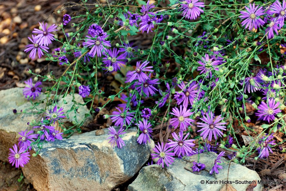 Georgia Aster