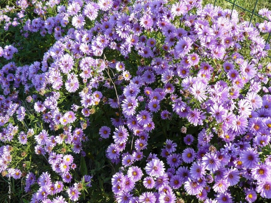 Астра Джорджия