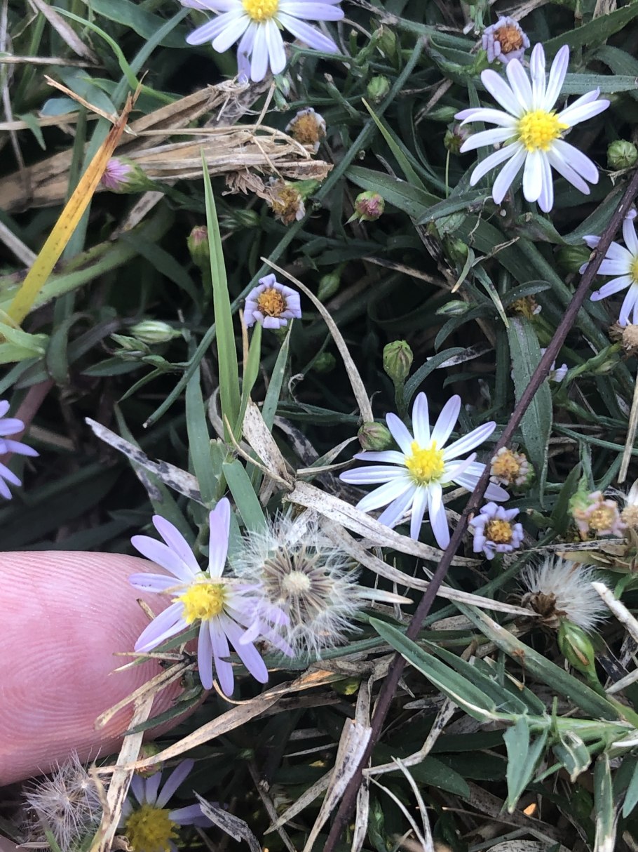 Symphyotrichum lanceolatum