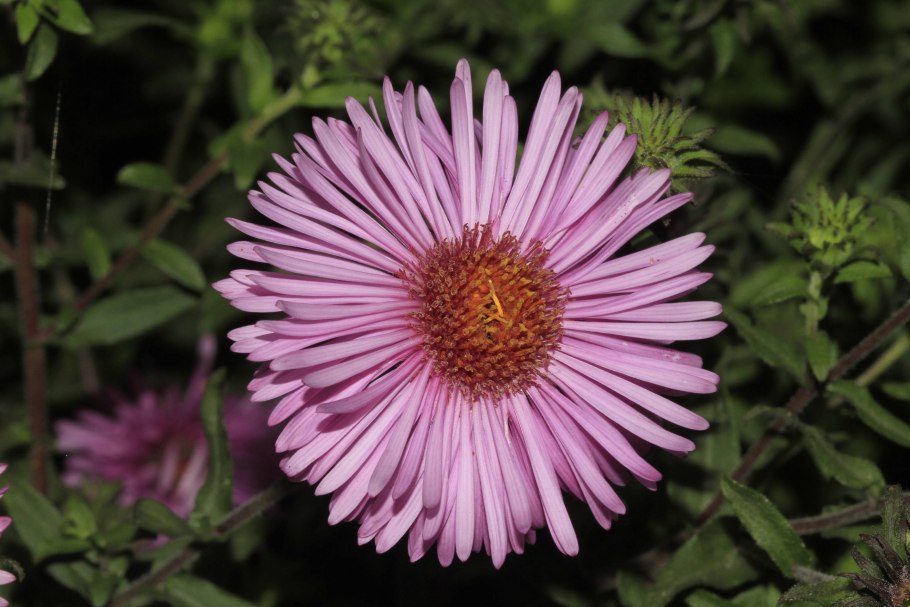 Asteraceae семейство