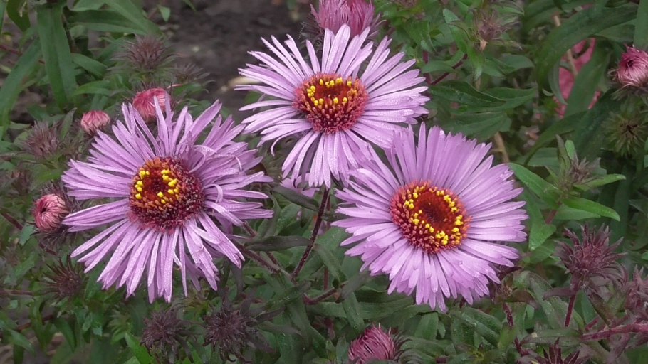 Астра Хербстшнее