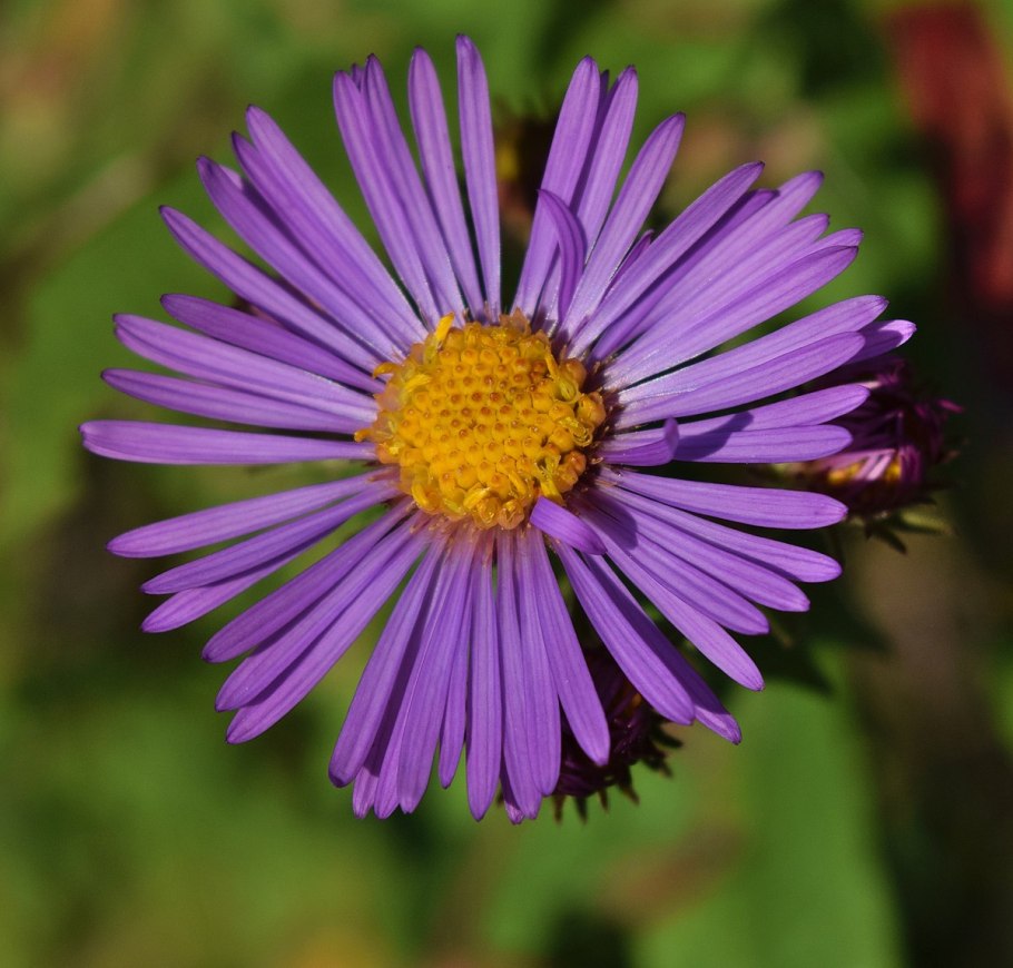 Symphyotrichum cordifolium