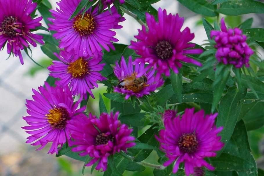 Астра новоанглийская хербсшни