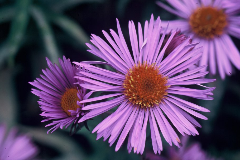 Астра кустарниковая Розенвихтель