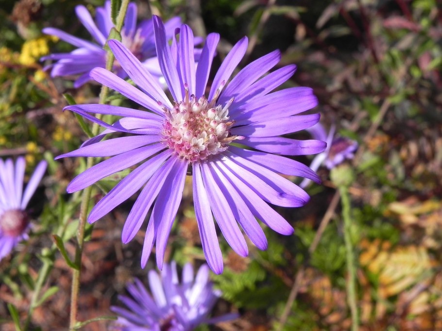 Астра кустарниковая 'Kassel'