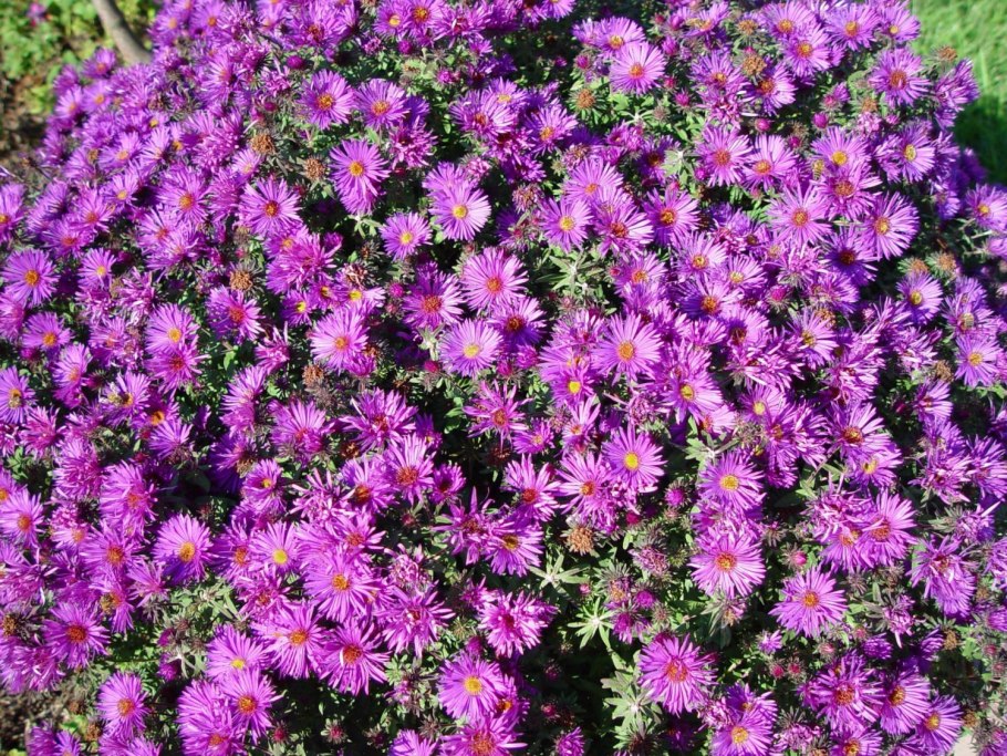 Астра кустарниковая Pink Beauty