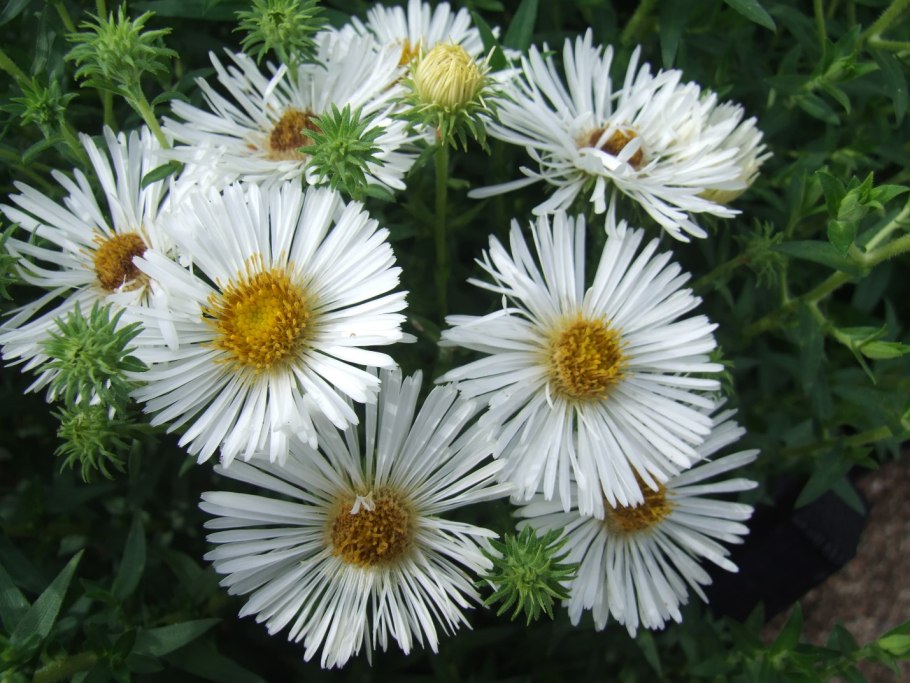 Астра новоанглийская «Rudelsburg»