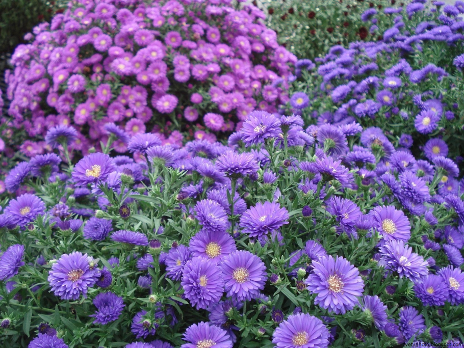 Астра Альпийская сентябринка