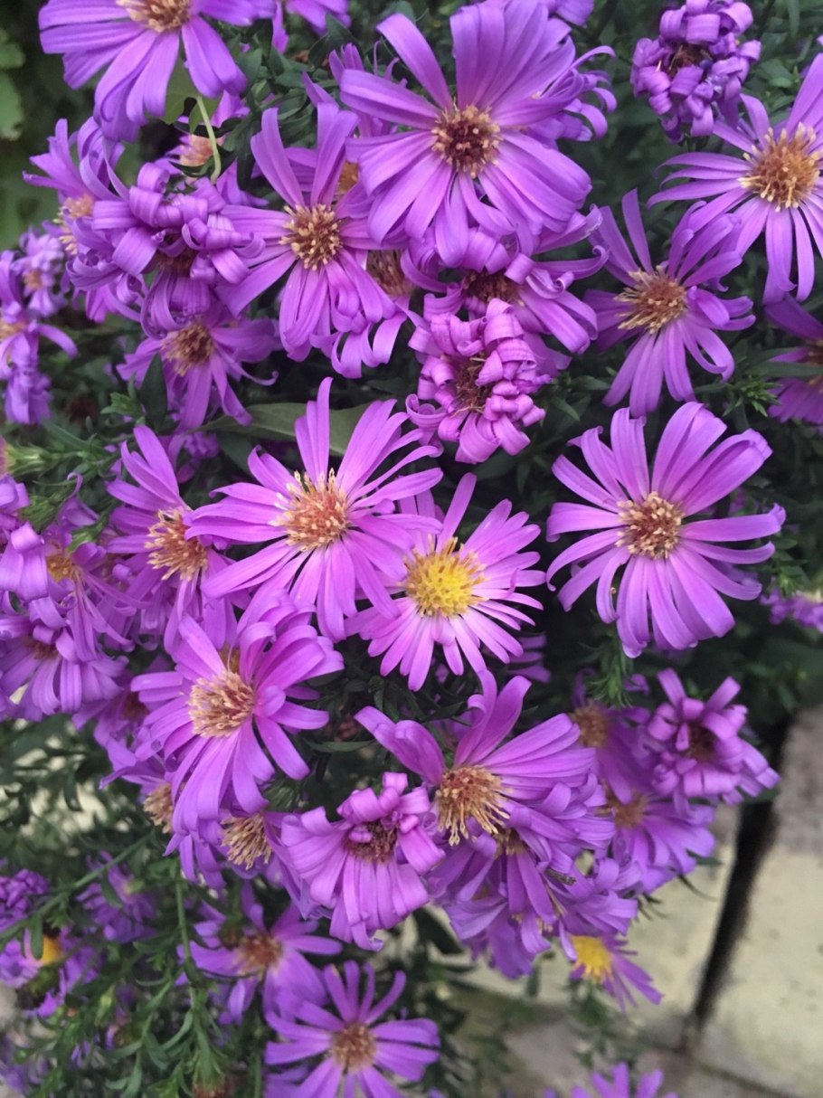 Зелайподиум Ховелли