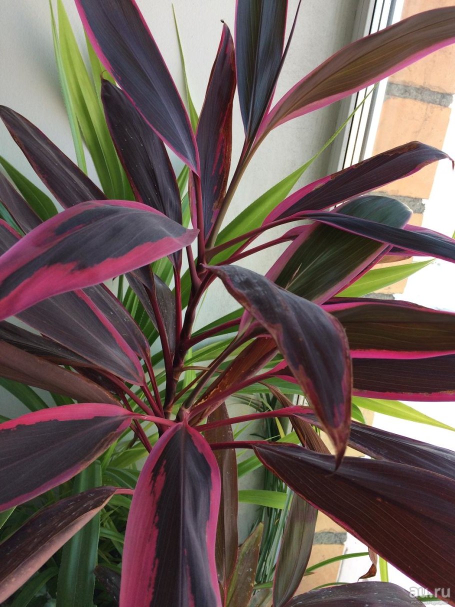 Колеус Блюме Скарлет