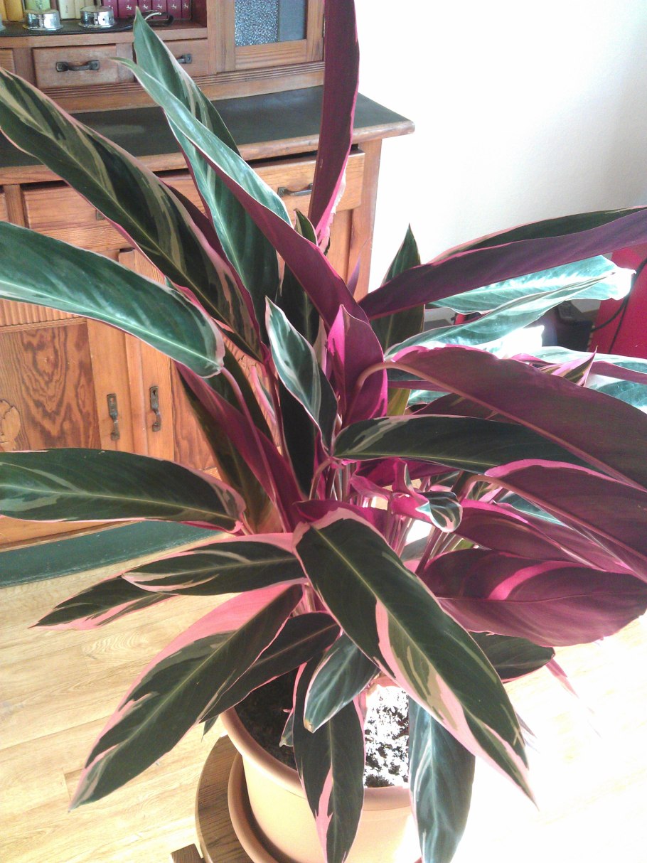 Кордилина верхушечная