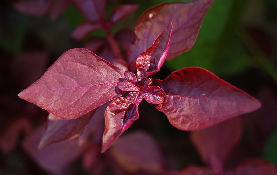 Колеус Вершаффельта