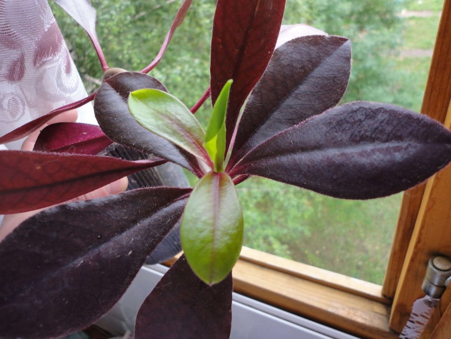 Колеус Блюме цветок