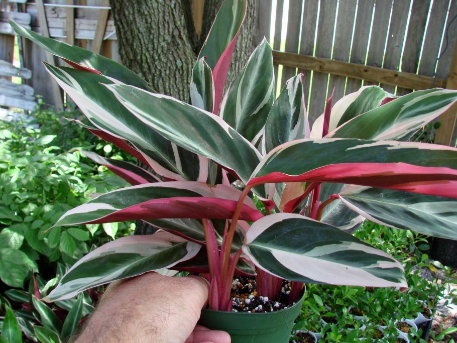 Колеус Блюме вечерняя Заря