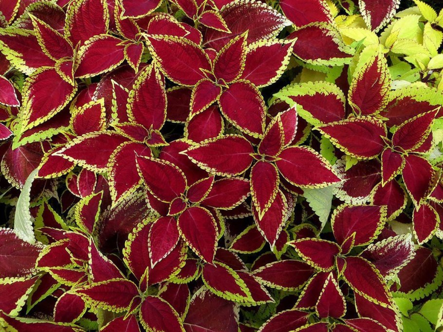 Колеус Блюма