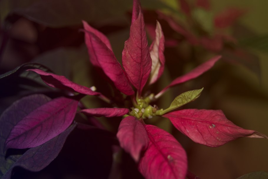 Колеус Конг