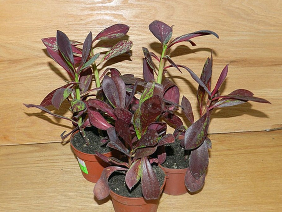 Колеус красный вельвет