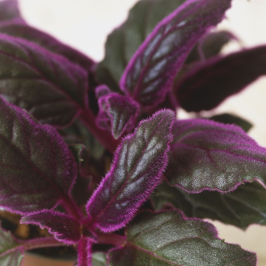 Традесканция сеткреазия