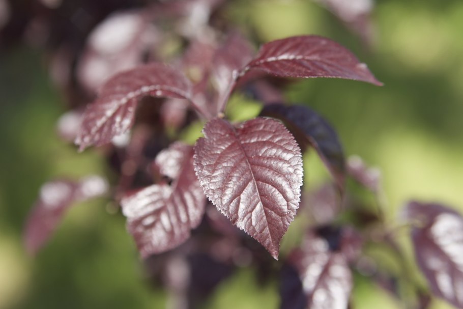 Канна Дурбан