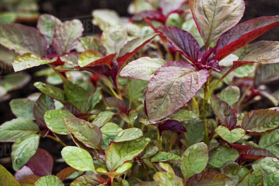 Колеус Red Velvet