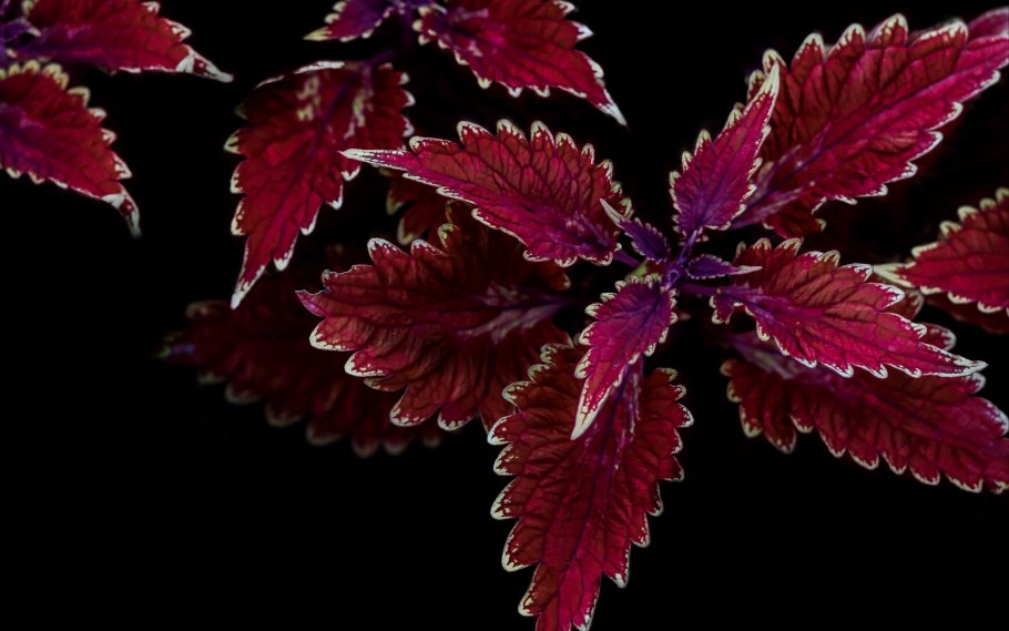 Растение с красными листьями