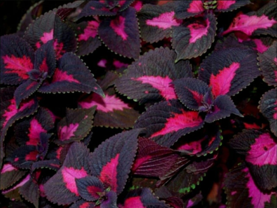 Жимолость с бордовыми листьями