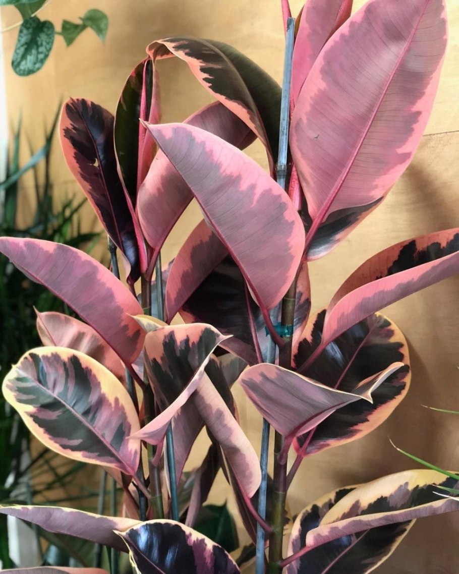 Ирезине Xербcта